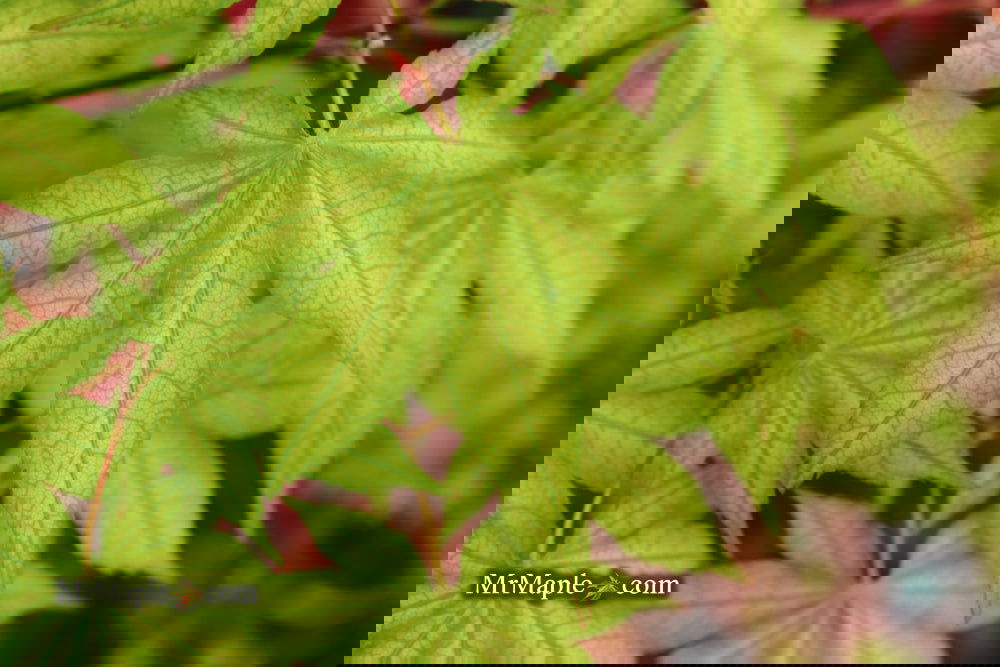 Acer palmatum 'Ghost Dancer' Japanese Maple