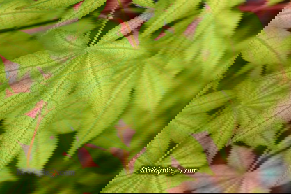 Acer palmatum 'Ghost Dancer' Japanese Maple