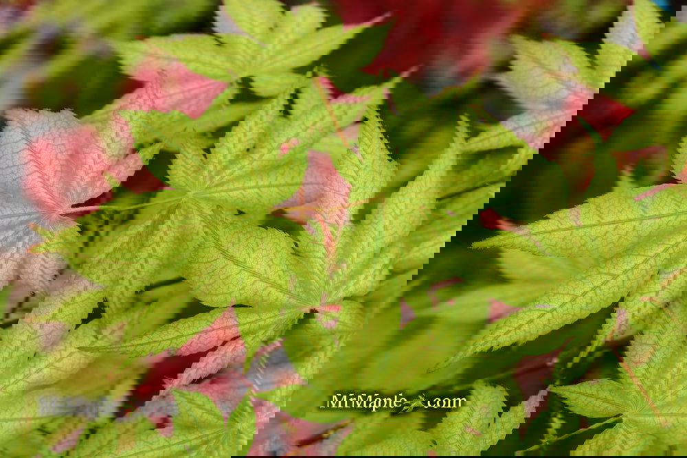 Acer palmatum 'Ghost Dancer' Japanese Maple