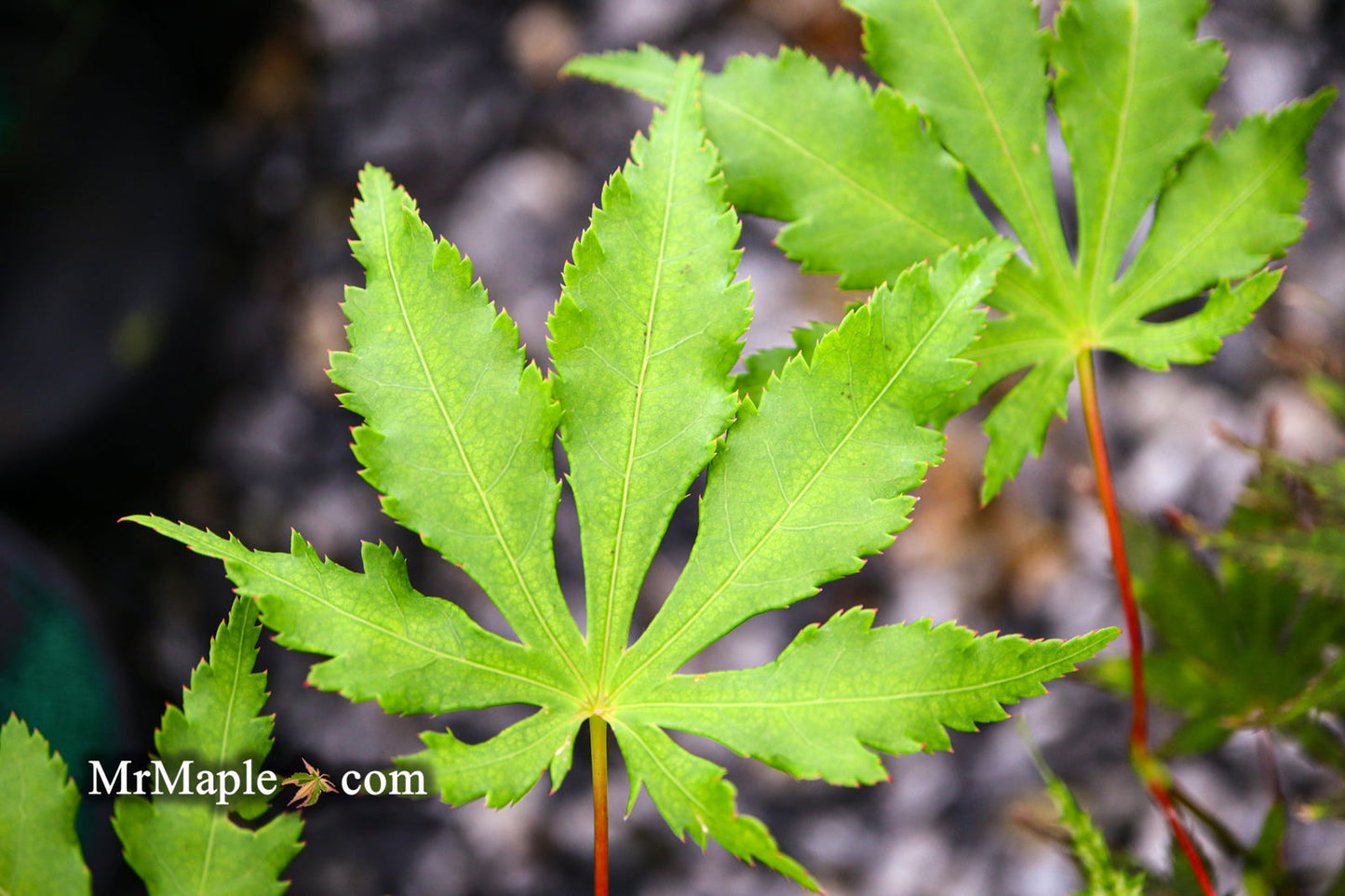 Acer palmatum 'Ghost Dancer' Japanese Maple