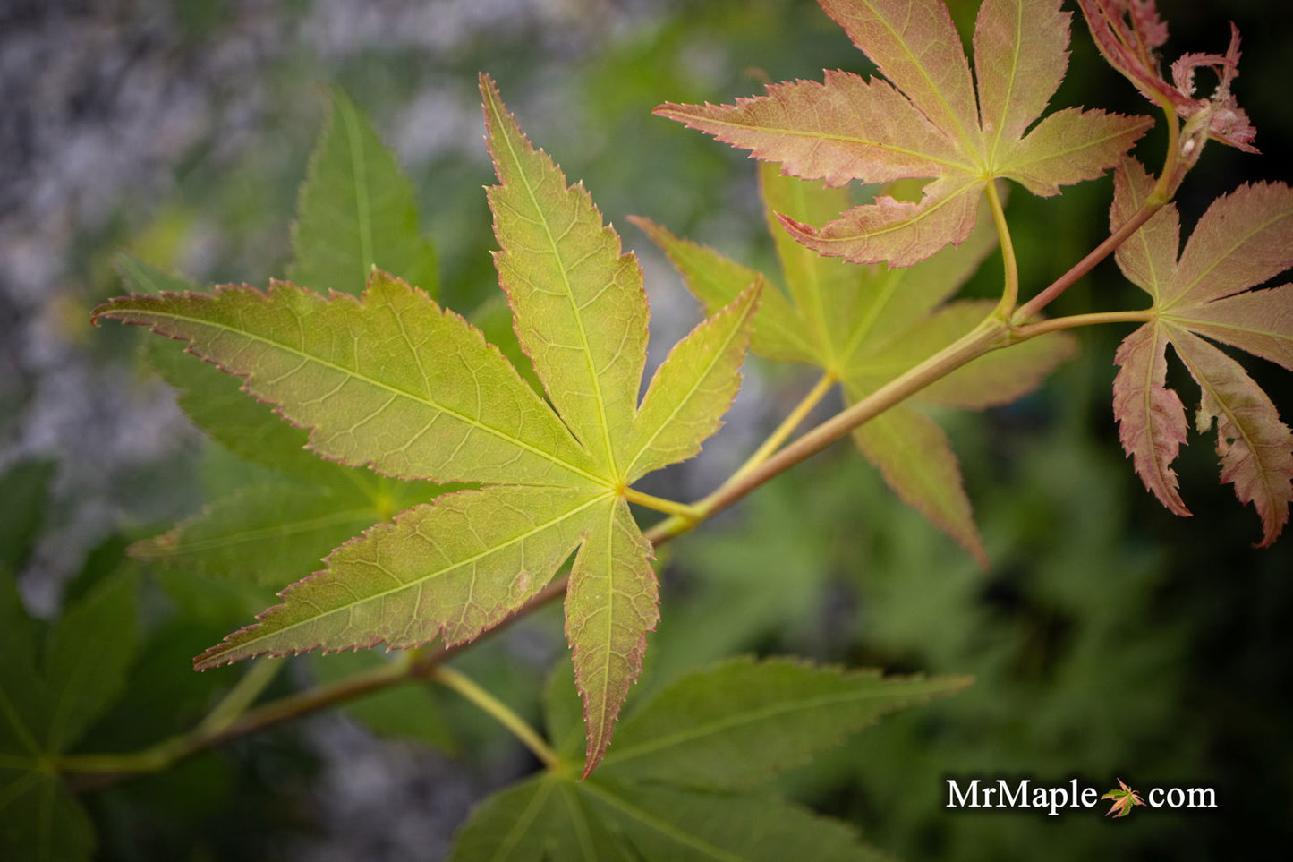 Acer palmatum 'Green Star' Japanese Maple