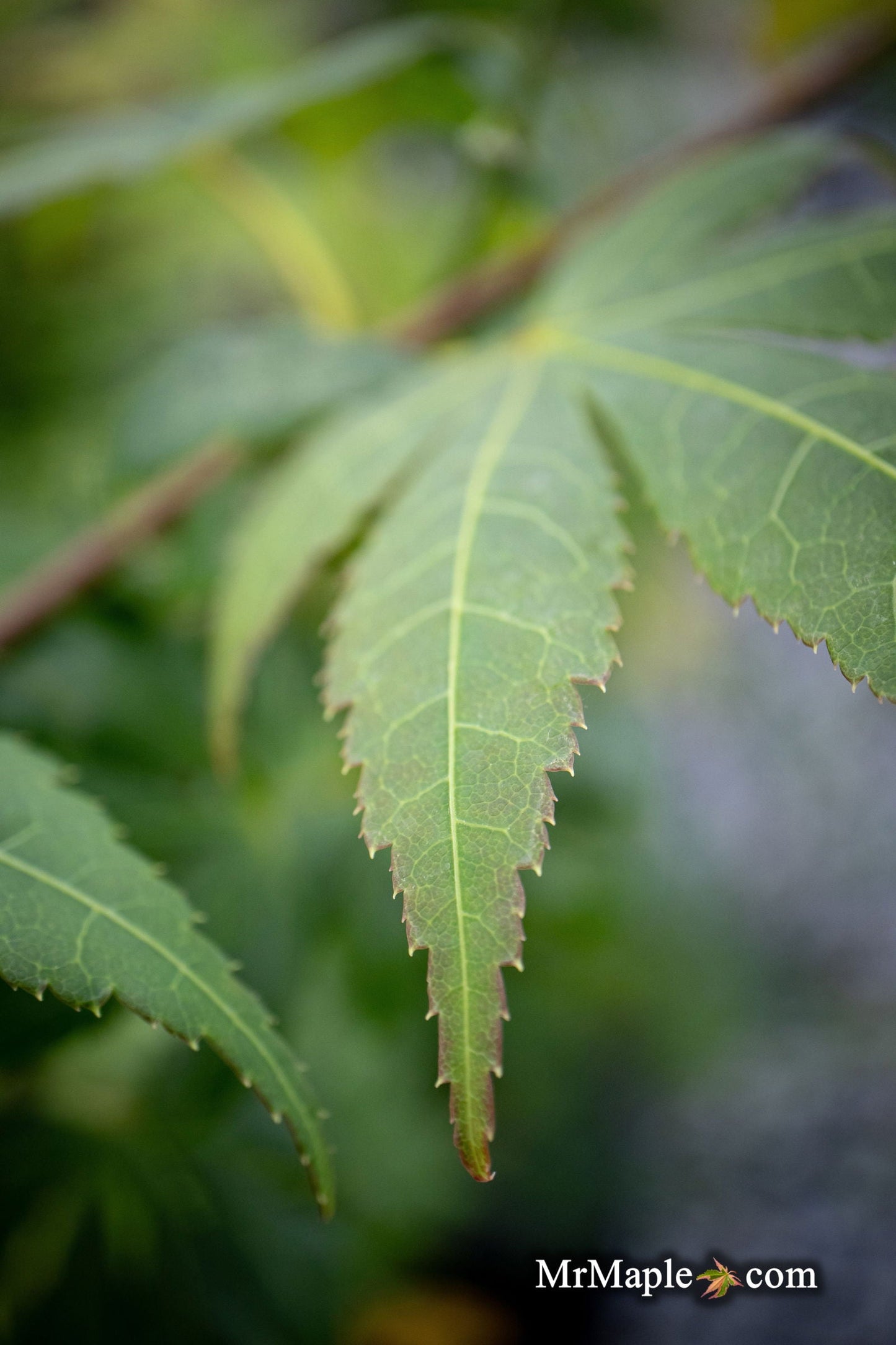 Acer palmatum 'Green Star' Japanese Maple