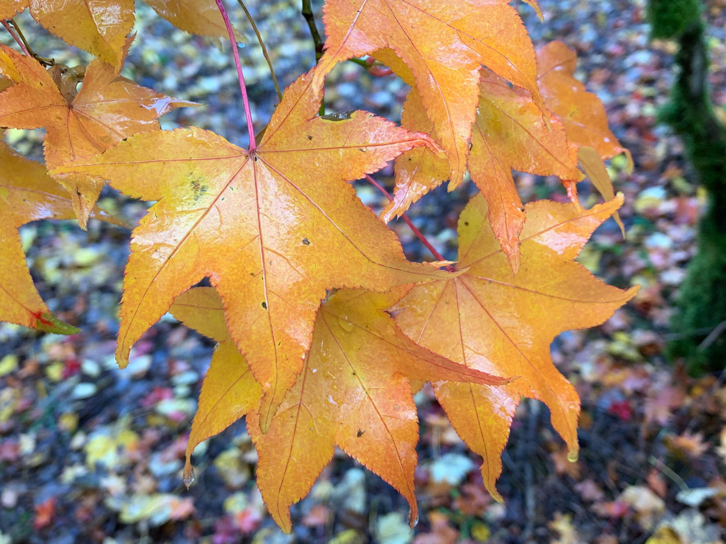 Acer palmatum 'Hogyoku' Japanese Maple