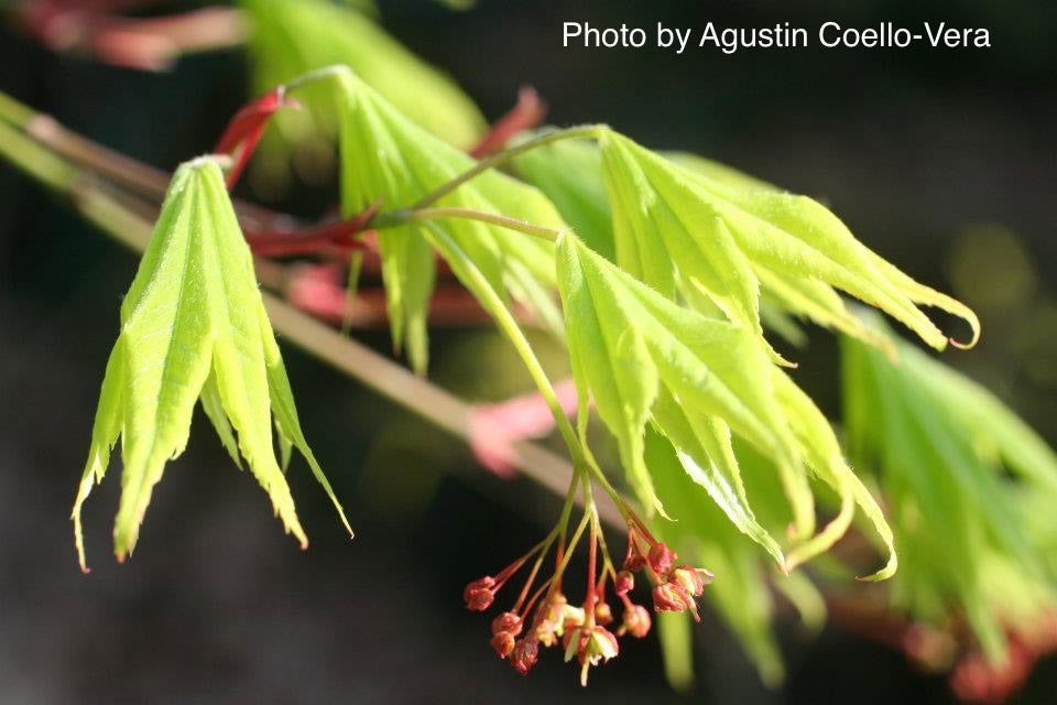 Acer palmatum 'Matsuyoi' Japanese Maple