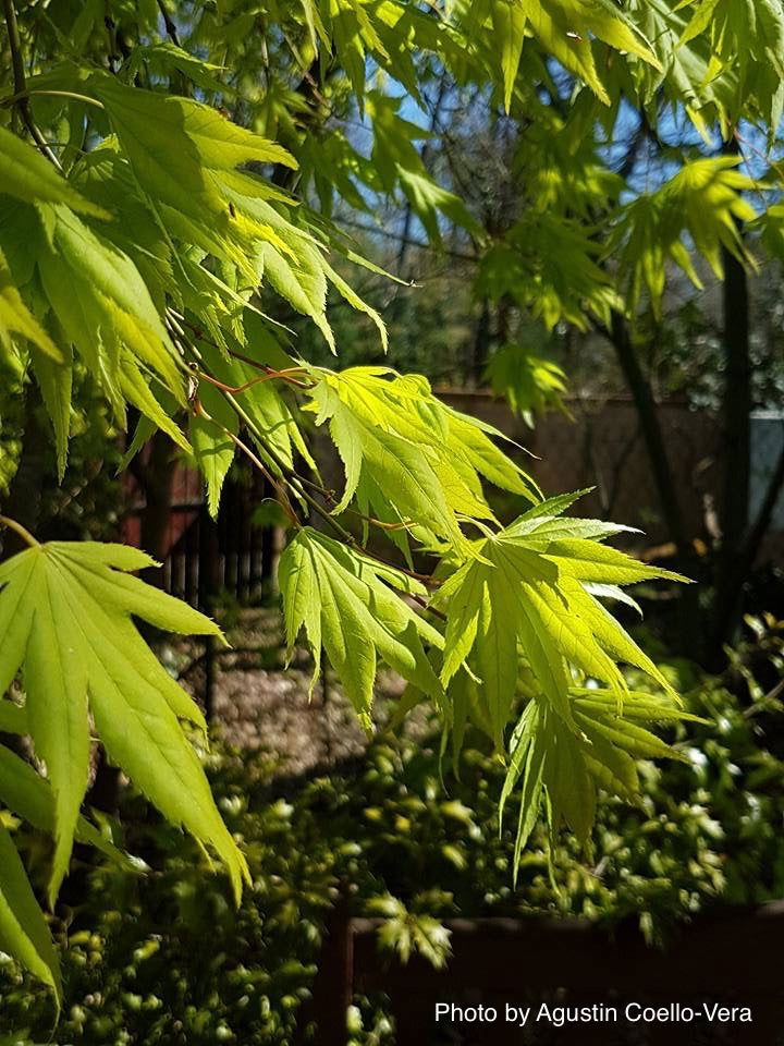 Acer palmatum 'Matsuyoi' Japanese Maple