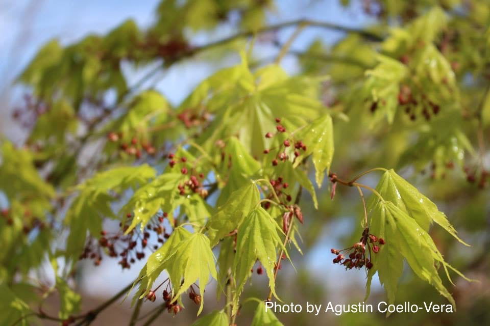 Acer palmatum 'Matsuyoi' Japanese Maple