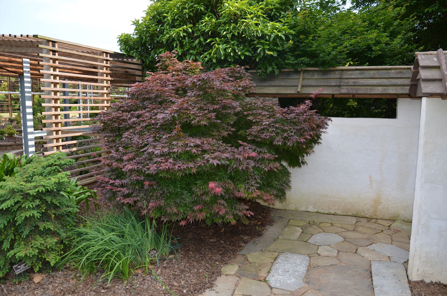 Acer palmatum 'Oregon Sunset' Japanese Maple