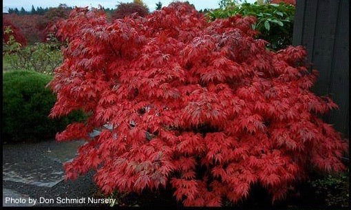 Acer palmatum 'Oregon Sunset' Japanese Maple