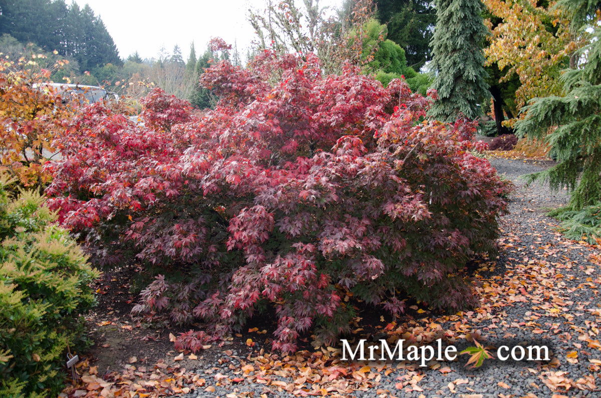 Acer palmatum 'Oregon Sunset' Japanese Maple