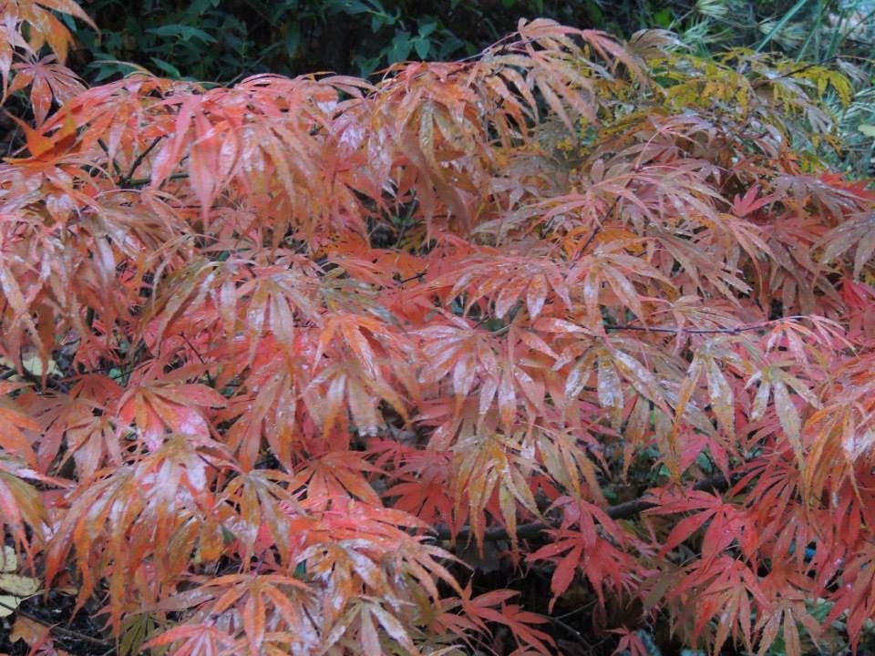 Acer palmatum 'Oregon Sunset' Japanese Maple