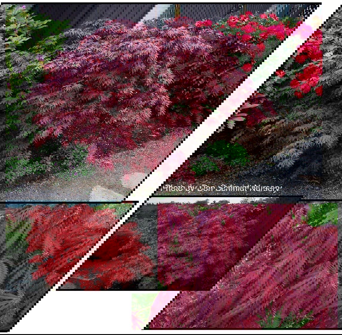 Acer palmatum 'Oregon Sunset' Japanese Maple