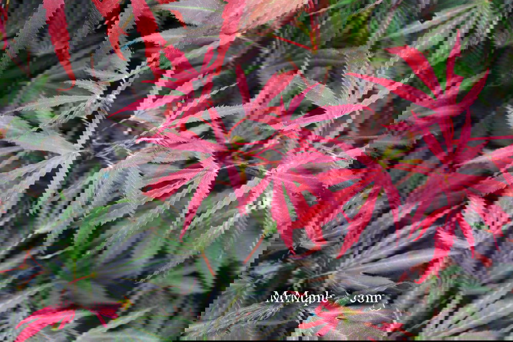 Acer palmatum 'Oregon Sunset' Japanese Maple