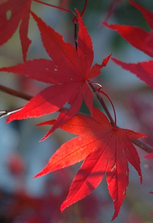 Acer palmatum 'Emperor 1' Japanese Maple Tree