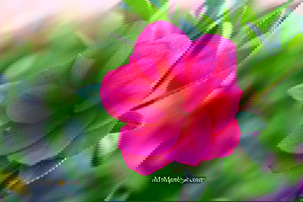 Azalea 'Girard’s Christina Marie’ Evergreen Rose Pink Azalea