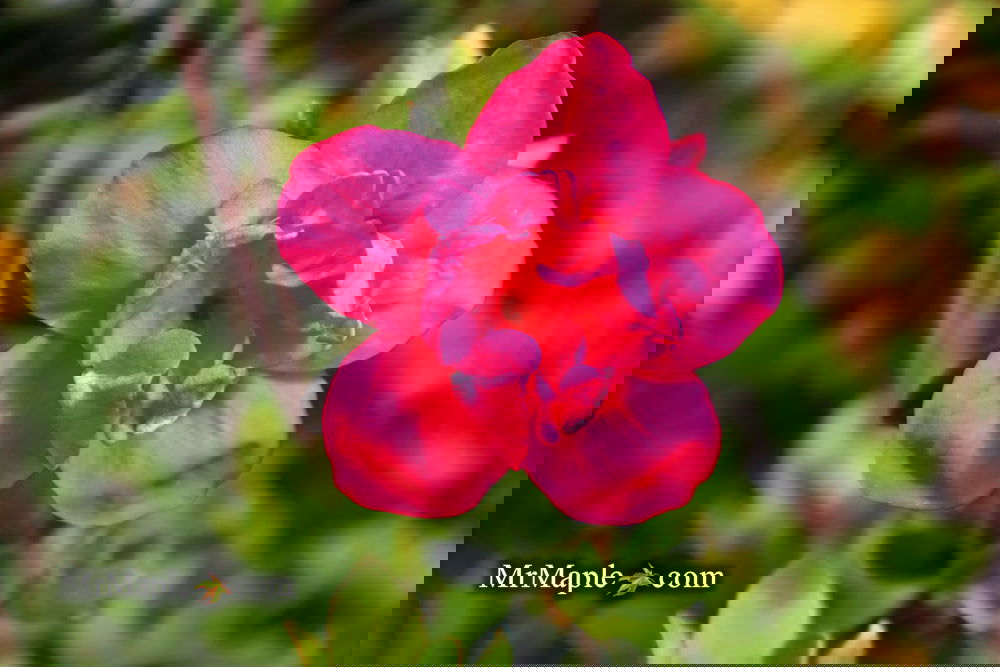 Azalea 'Girard’s Christina Marie’ Evergreen Rose Pink Azalea