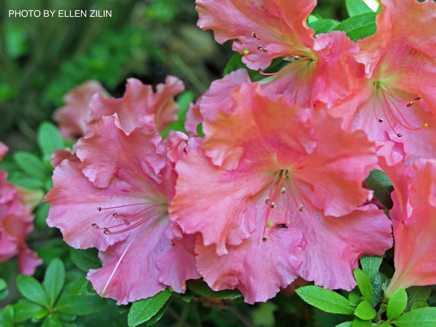 Azalea 'Gumpo Pink’ Light Pink Satsuki Azalea