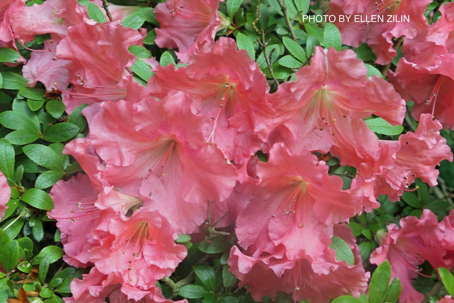 Azalea 'Gumpo Pink’ Light Pink Satsuki Azalea