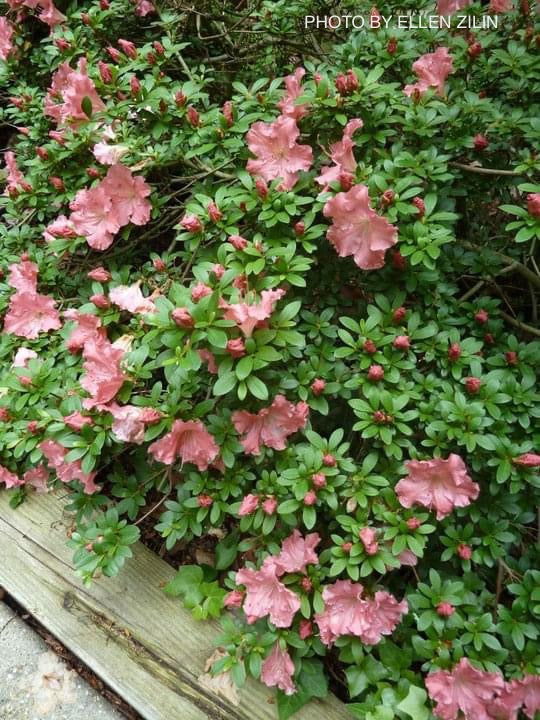 Azalea 'Gumpo Pink’ Light Pink Satsuki Azalea