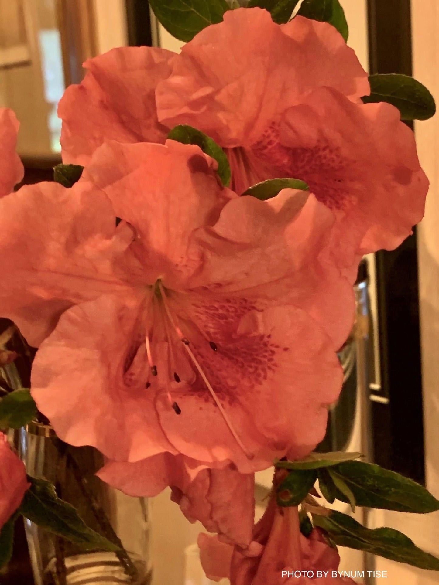 Azalea 'Gumpo Pink’ Light Pink Satsuki Azalea