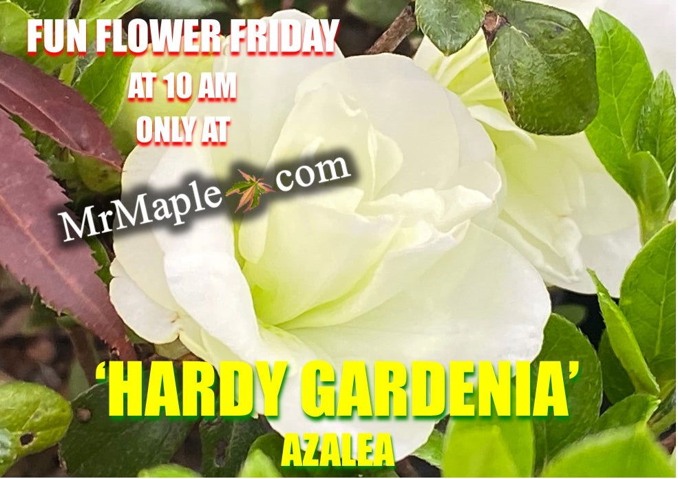 Azalea 'Hardy Gardenia’ Double White Flowering Azalea