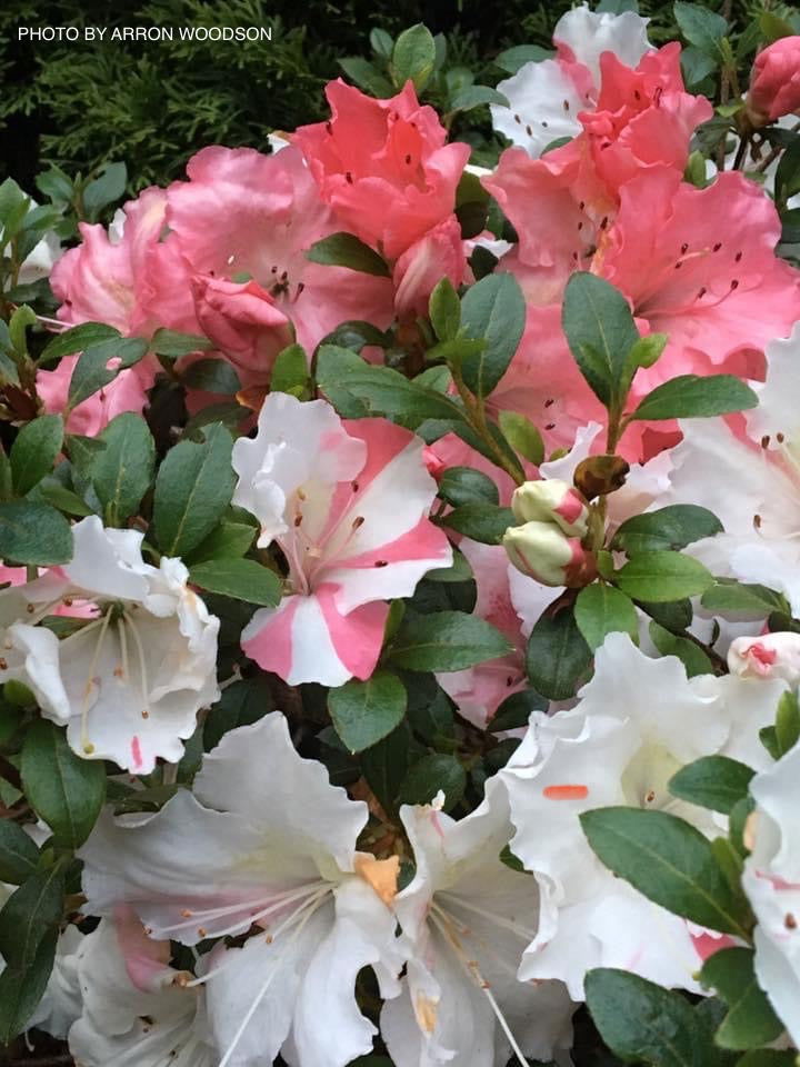 Azalea 'Hilda Niblett’ Variegated Robin Hill Azalea