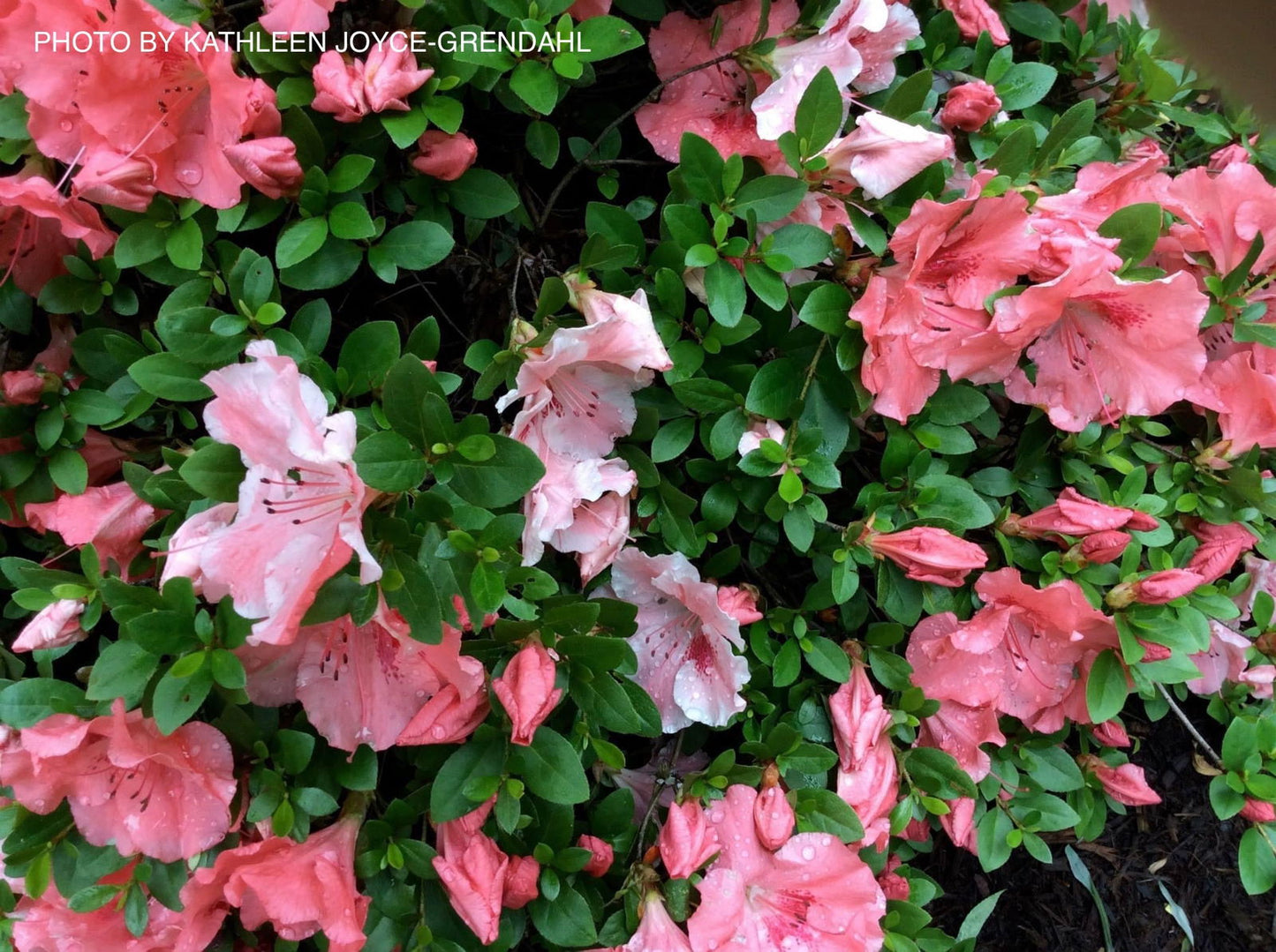 Azalea 'Hilda Niblett’ Variegated Robin Hill Azalea