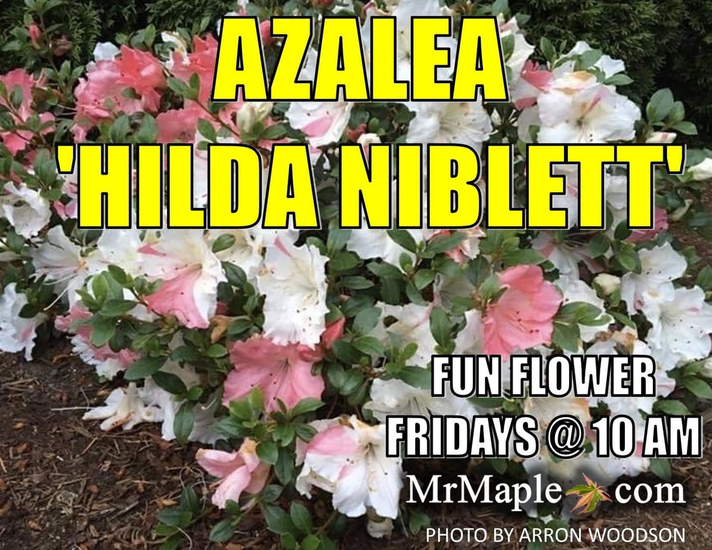Azalea 'Hilda Niblett’ Variegated Robin Hill Azalea