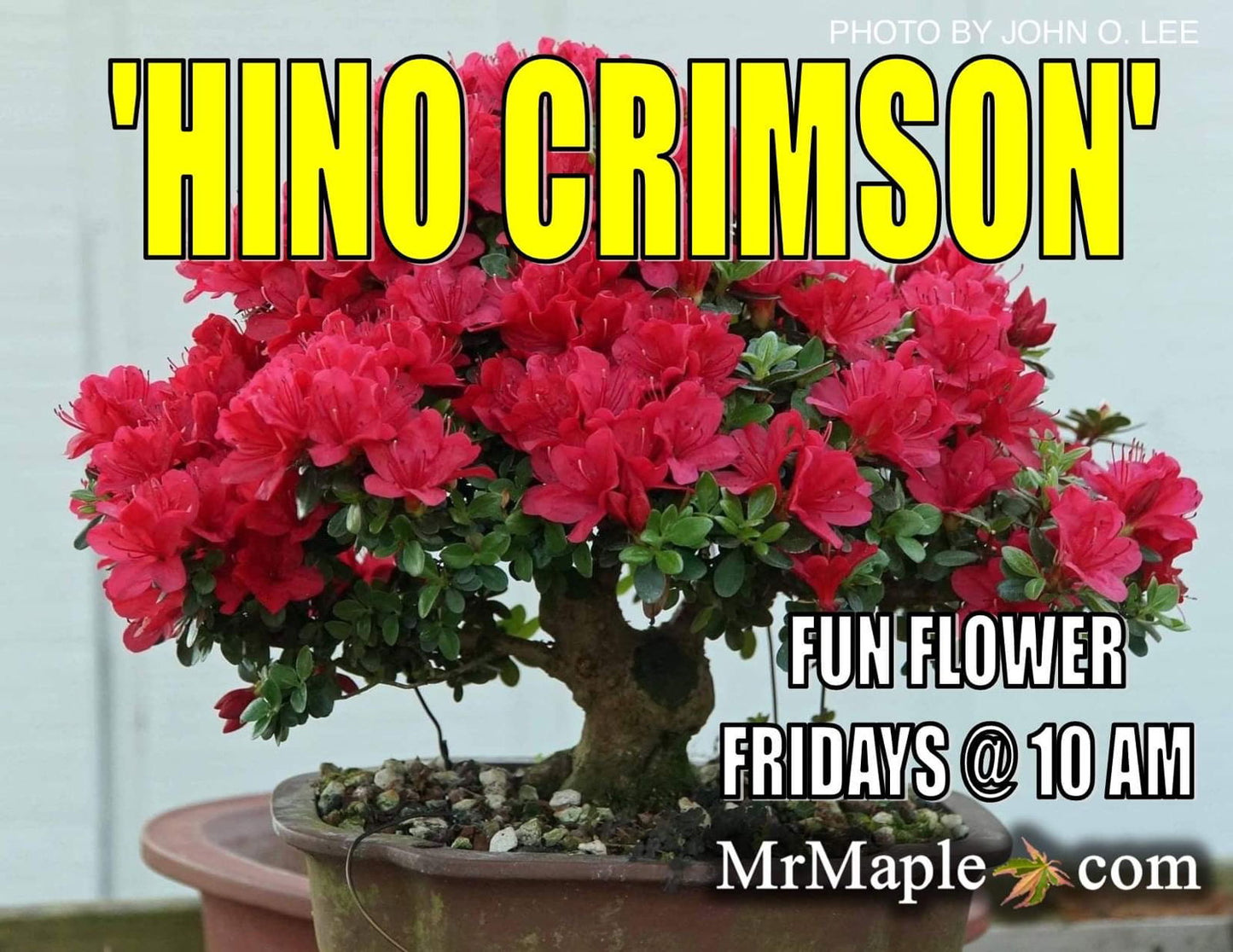 Azalea 'Hino Crimson’ Red Flowering Kurume Azalea