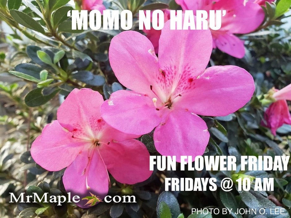 Azalea 'Momo no haru’ Bright Pink Satsuki Azalea