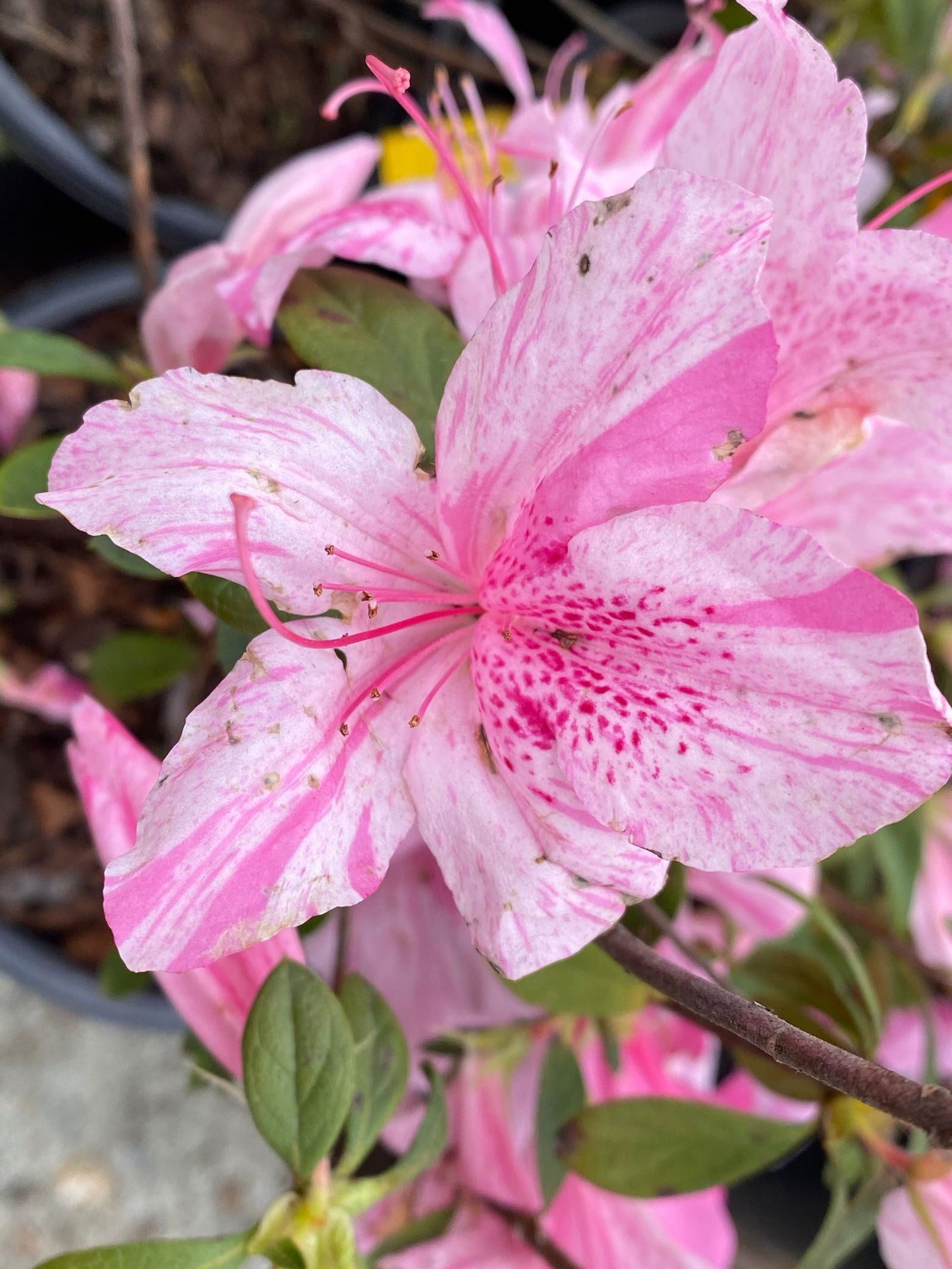 Azalea 'North Lake Beauty’ Pink Variegated Azalea