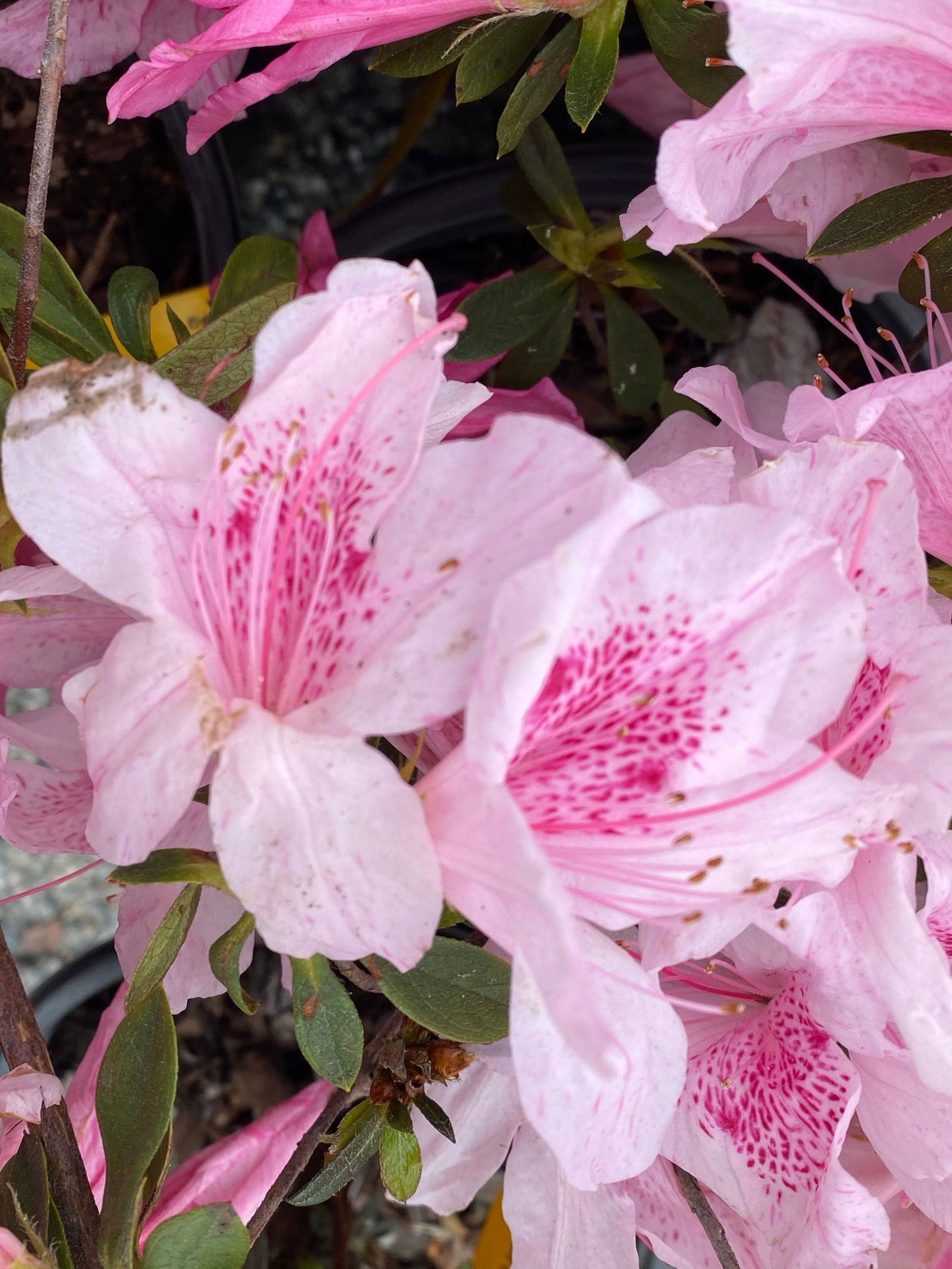 Azalea 'North Lake Beauty’ Pink Variegated Azalea