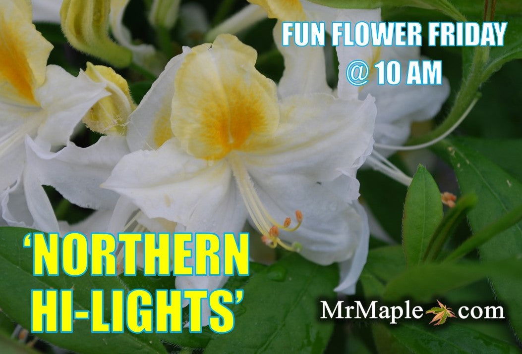 Azalea 'Northern Hi-Lights’ White Flowers Deciduous Azalea