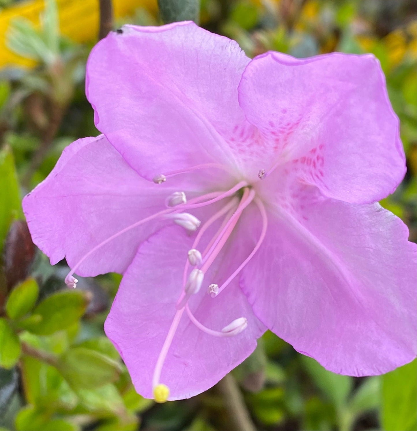 Azalea 'Poukhanense' Purple Flowering Korean Azalea