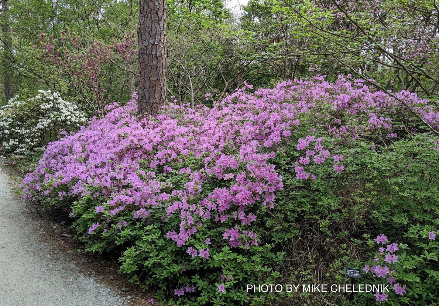 Azalea 'Poukhanense' Purple Flowering Korean Azalea