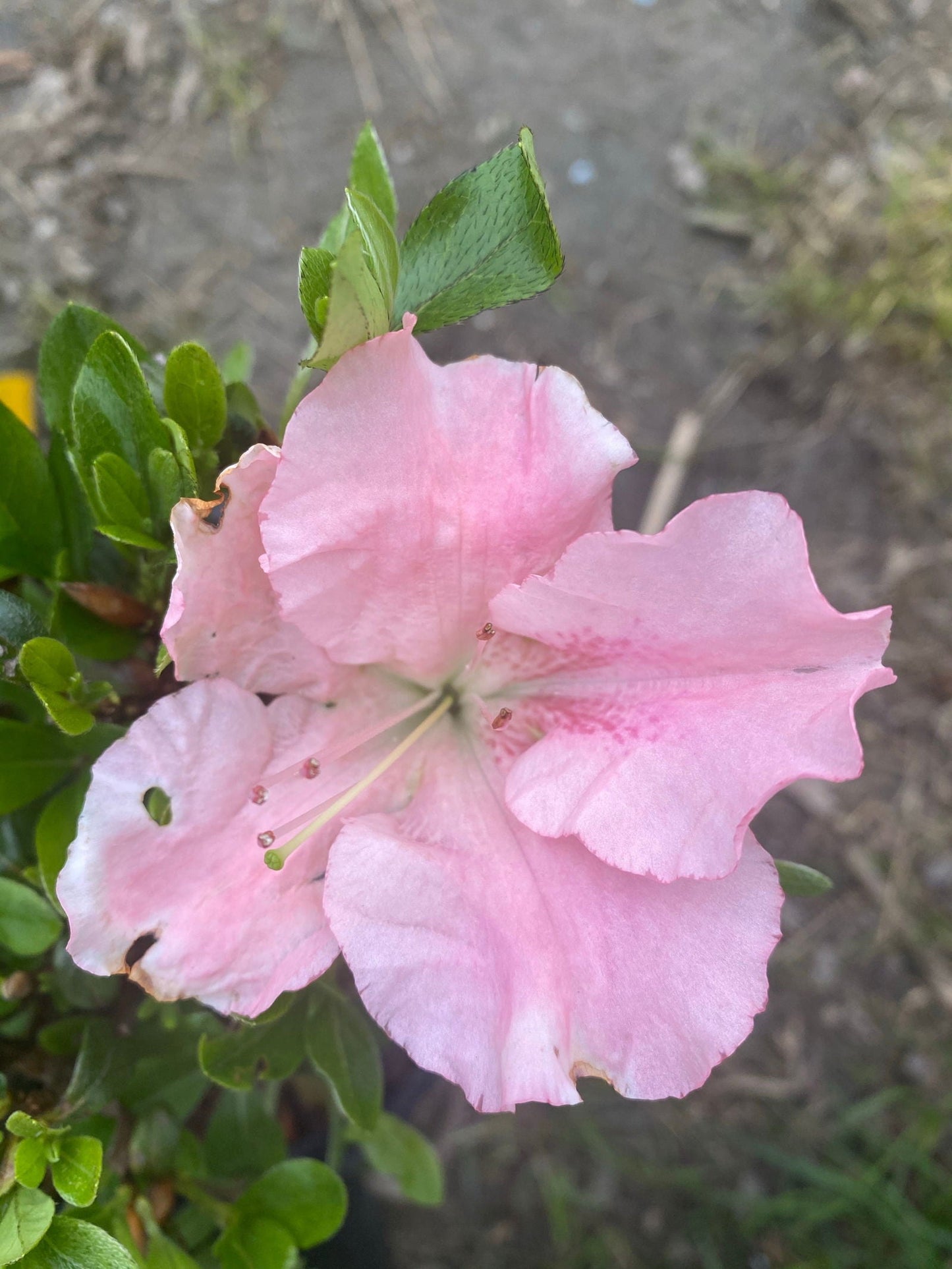 Azalea 'Watchet’ Light Pink Robin Hill Azalea