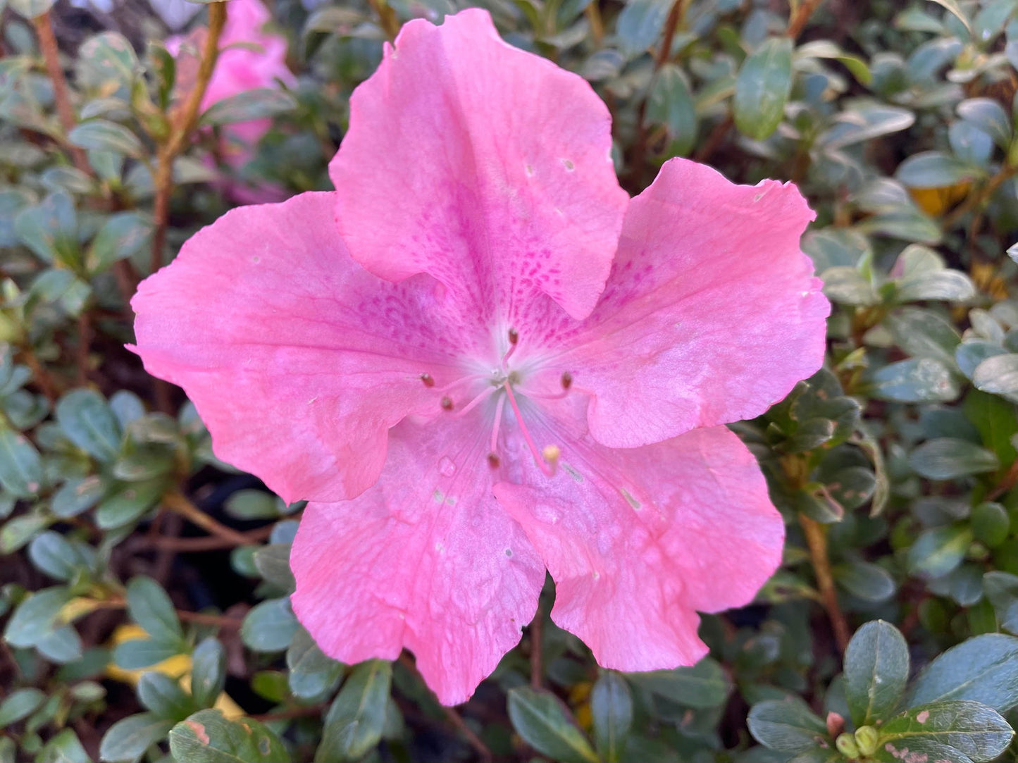 Azalea 'Watchet’ Light Pink Robin Hill Azalea