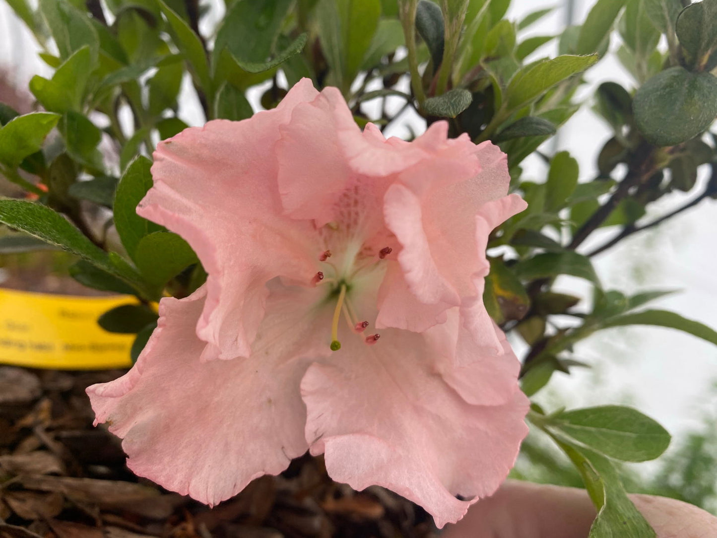Azalea 'Watchet’ Light Pink Robin Hill Azalea