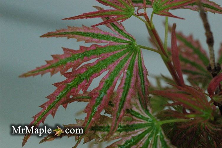 Acer palmatum 'Ikandi' Japanese Maple