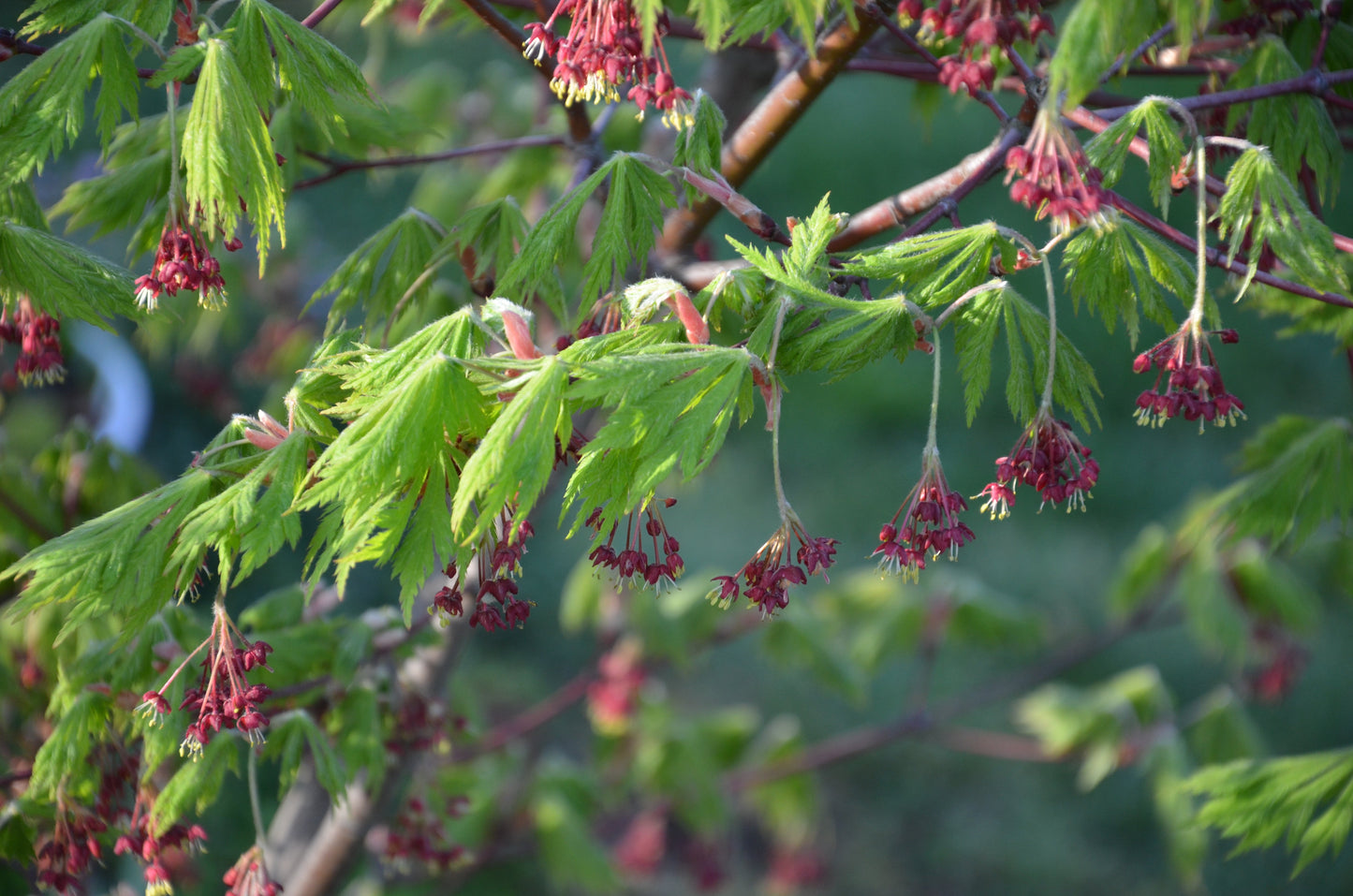 Acer japonicum 'Mai kujaku' Dancing Peacock Japanese Maple