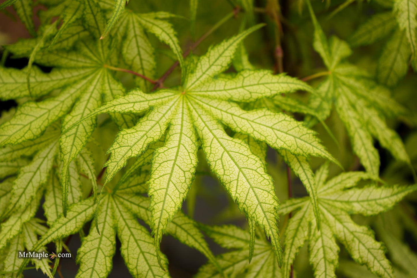 Acer palmatum 'Ghost Dancer' Japanese Maple