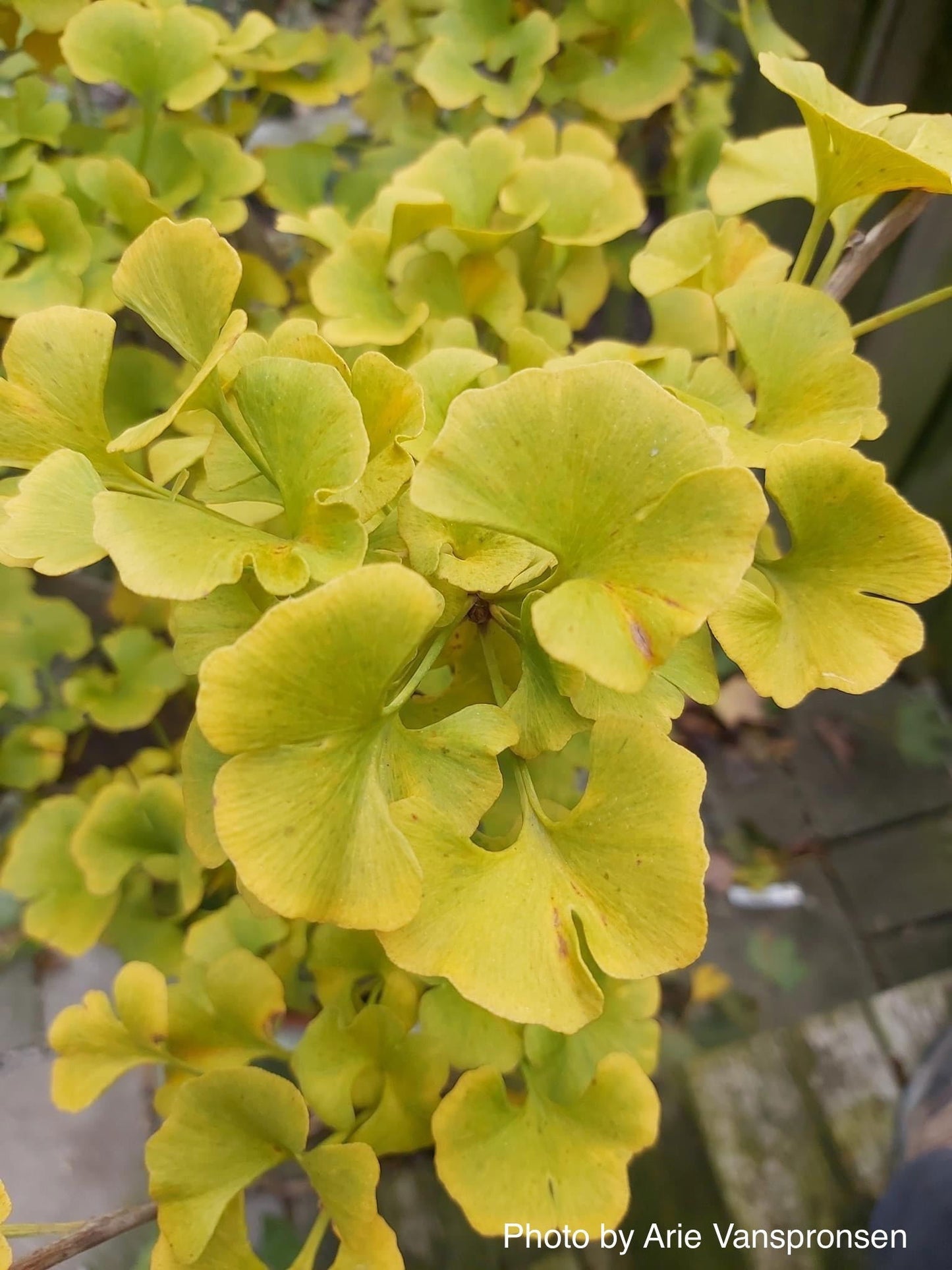 Ginkgo biloba 'Chris's Dwarf' aka "Munchkin" Male Ginkgo Tree