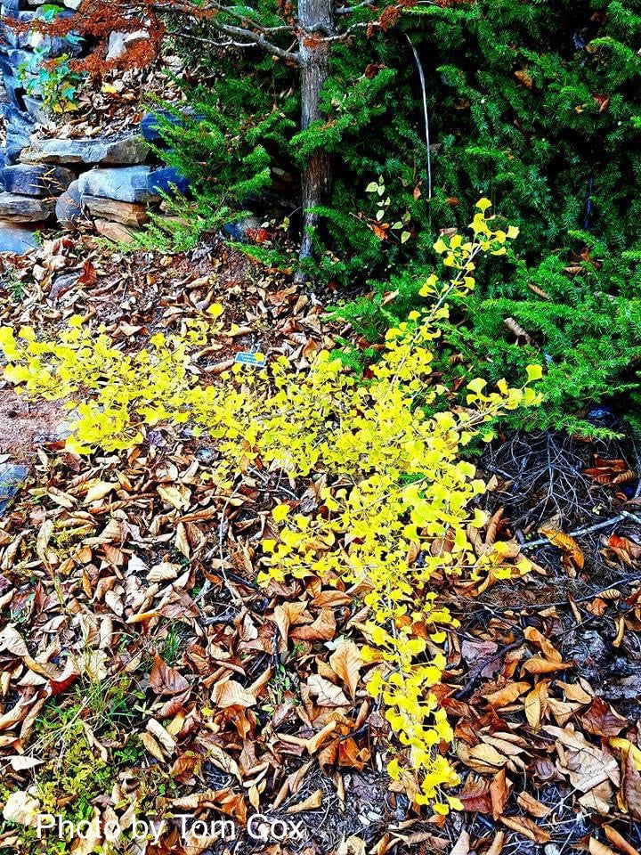 Ginkgo biloba 'Chris's Dwarf' aka "Munchkin" Male Ginkgo Tree