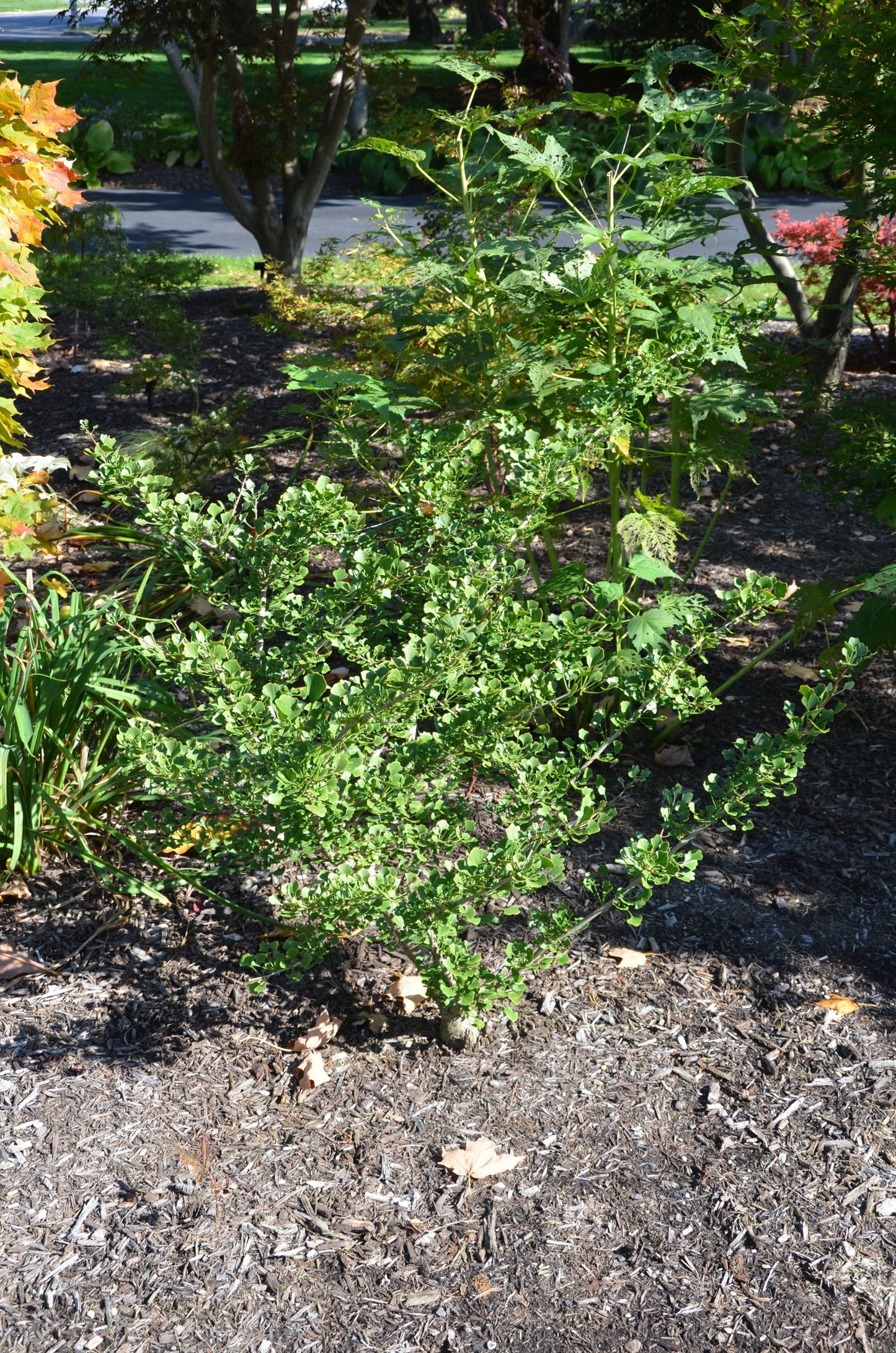 Ginkgo biloba 'Chris's Dwarf' aka "Munchkin" Male Ginkgo Tree