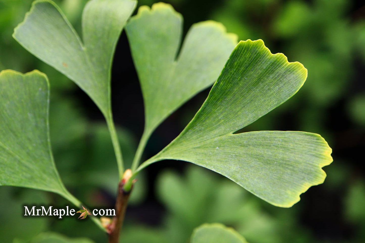 Ginkgo biloba 'The President' Ginkgo Tree
