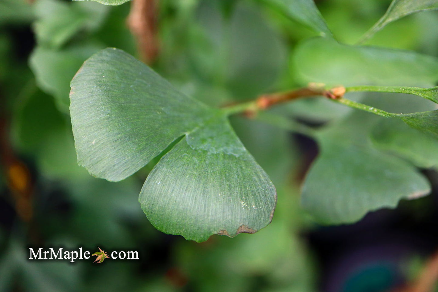 Ginkgo biloba 'The President' Ginkgo Tree