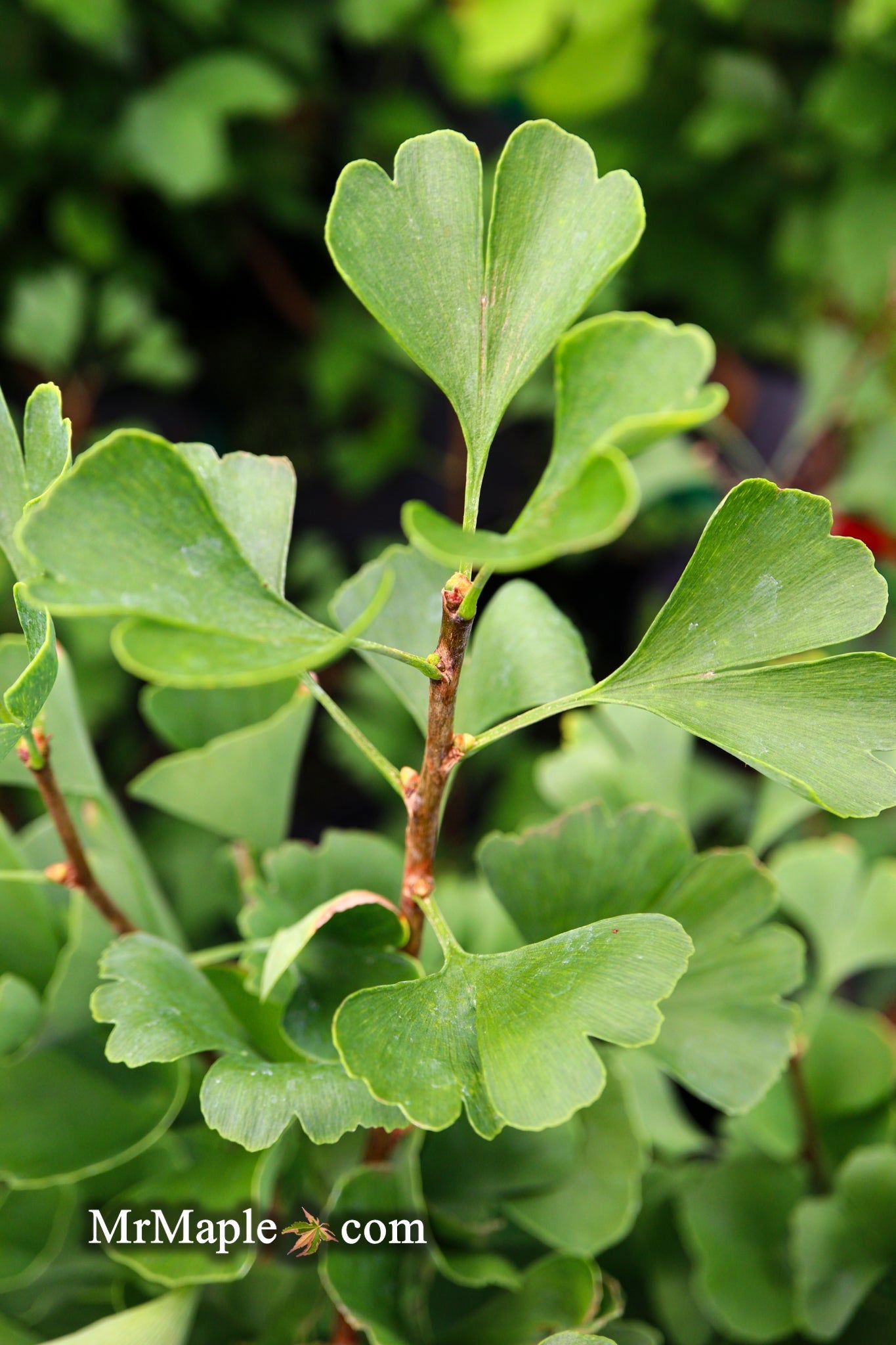 Ginkgo biloba 'The President' Ginkgo Tree