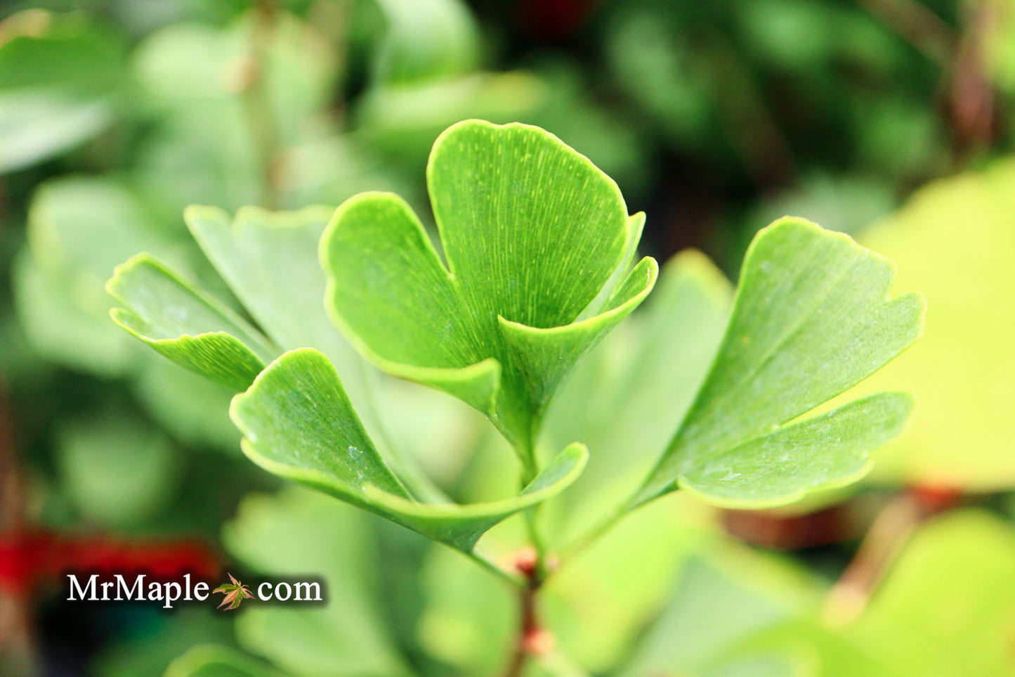Ginkgo biloba 'The President' Ginkgo Tree