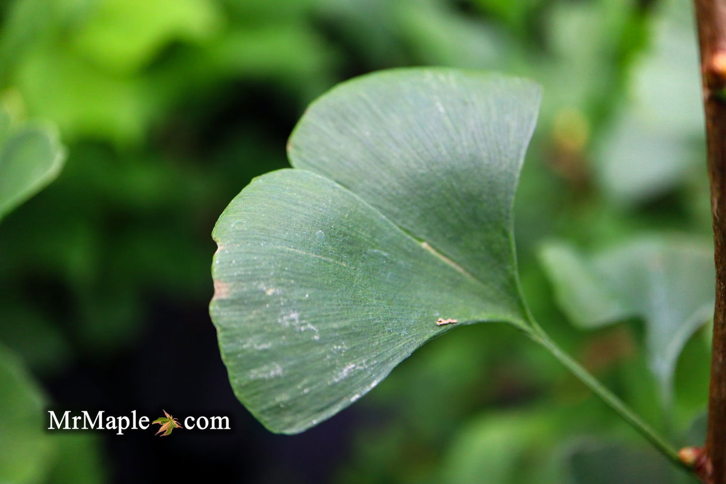Ginkgo biloba 'The President' Ginkgo Tree