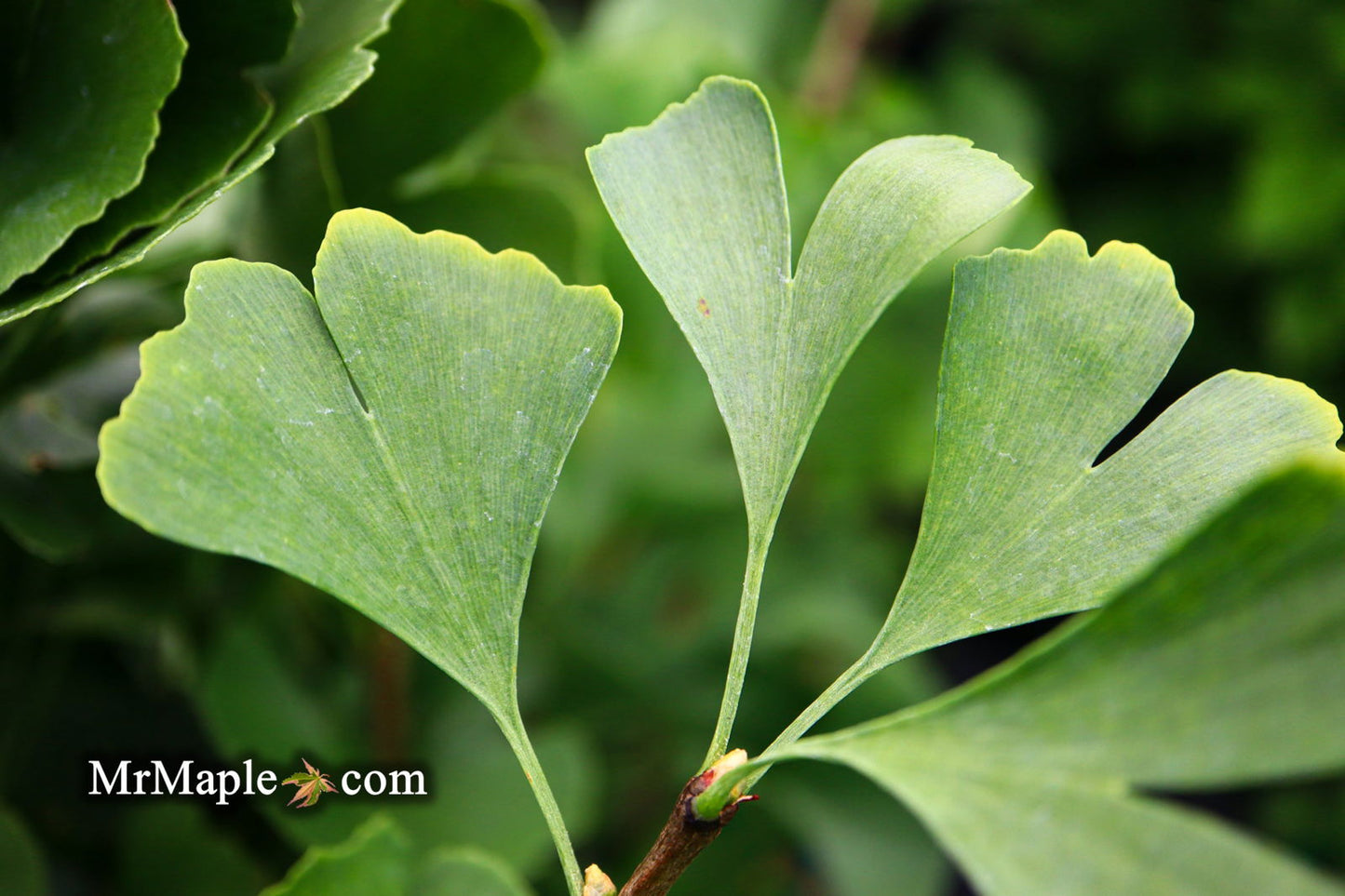 Ginkgo biloba 'The President' Ginkgo Tree