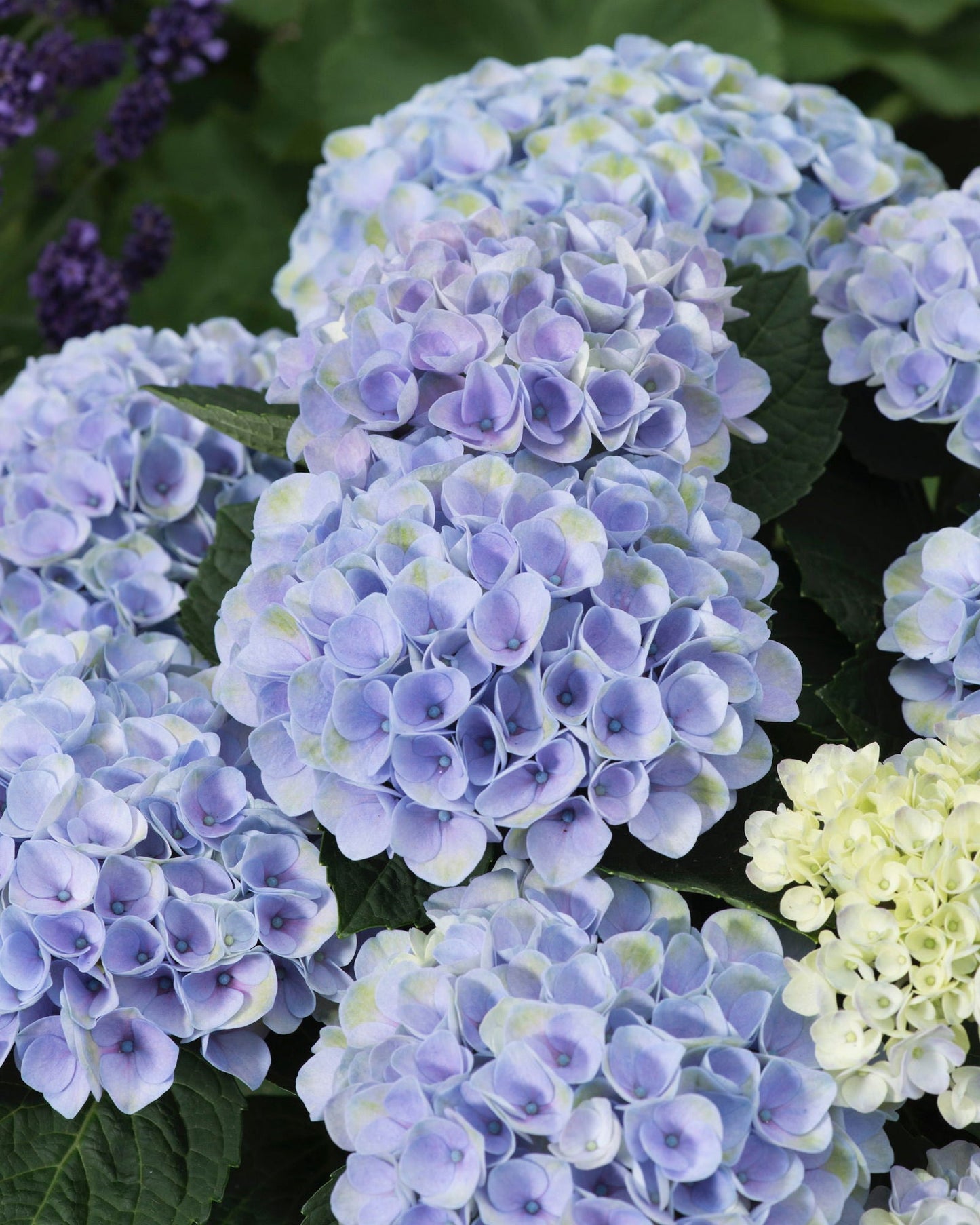 Hydrangea macrophylla ‘Elizabeth Ashley’ Floral Bloom Hydrangea